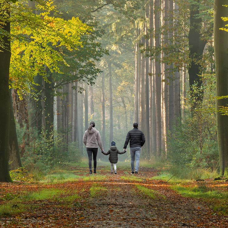 Rear view of a young family walking hand in hand along a forest trail